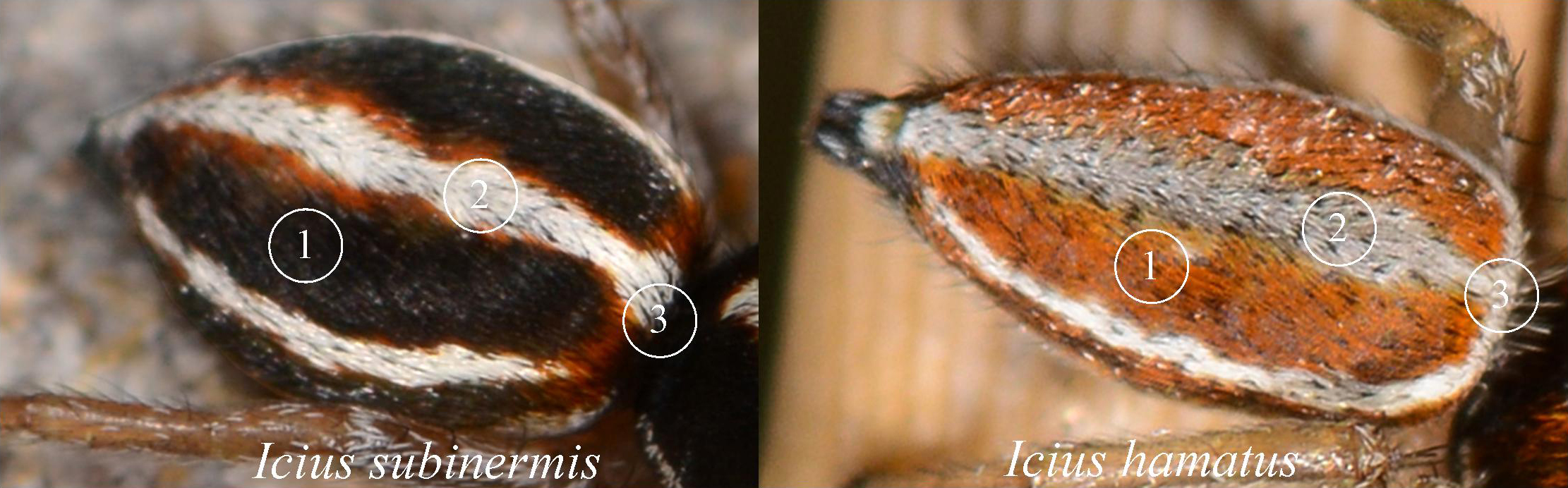 comparatif icius