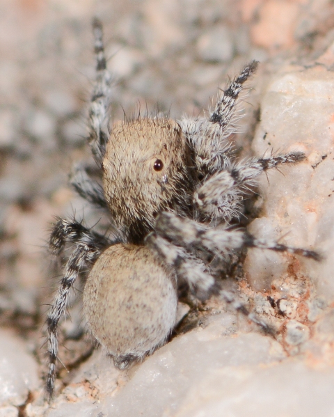 Aelurillus-luctuosus--2