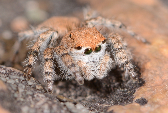 Aelurillus-luctuosus--fem-1