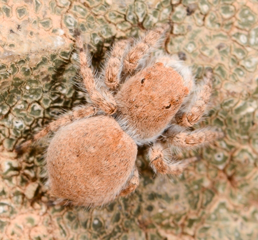 Aelurillus-luctuosus--fem-3