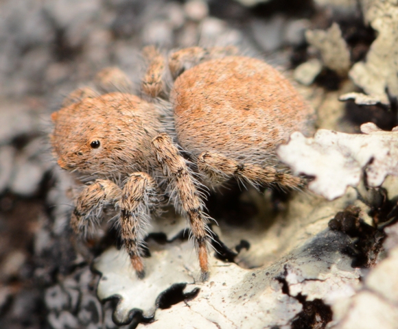 Aelurillus-luctuosus-fem-2