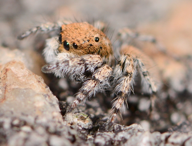 Aelurillus-luctuosus-male-1