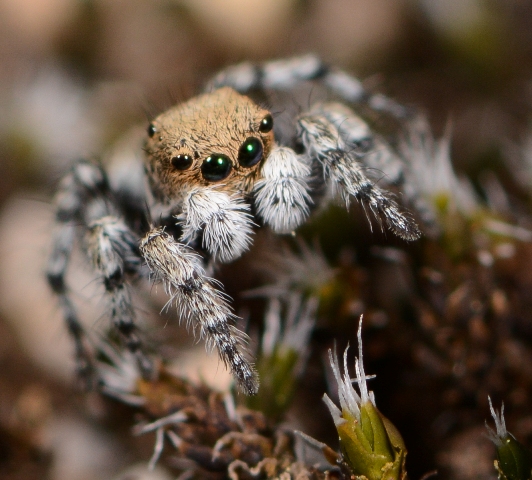 Aelurillus-luctuosus-male-2