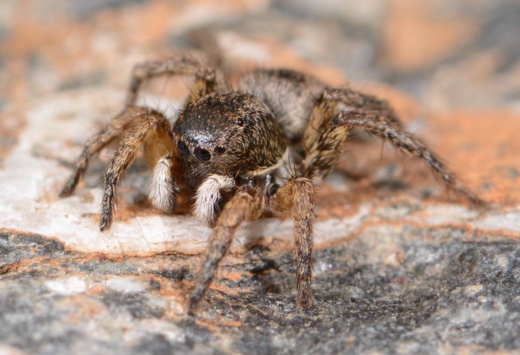 Asianellus festivus male 1