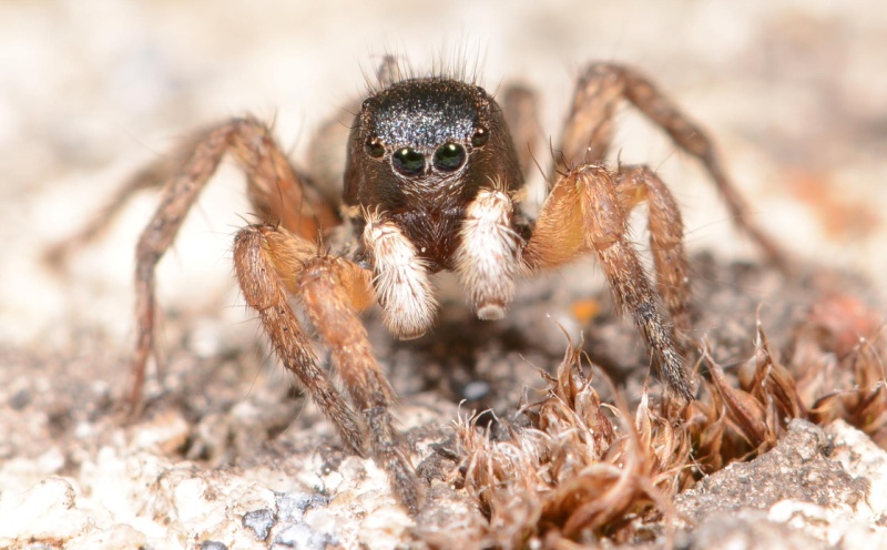 Asianellus festivus male 2