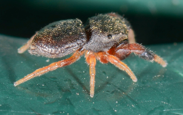 Ballus-armadillo-3
