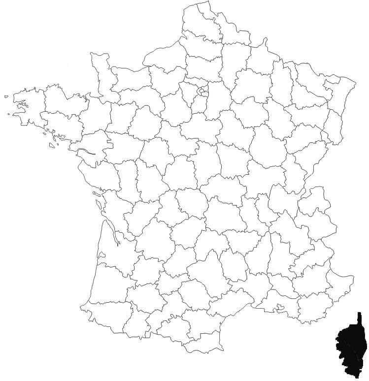 repartition-Ballus-armadillo