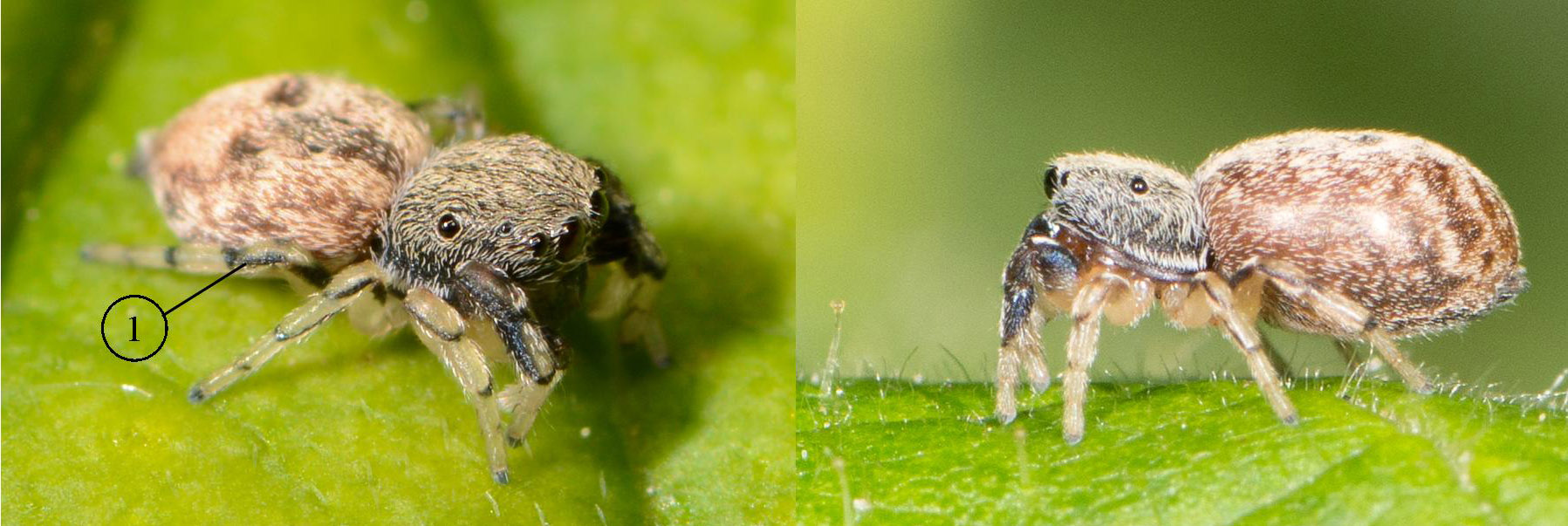 Ballus-chalybaeius