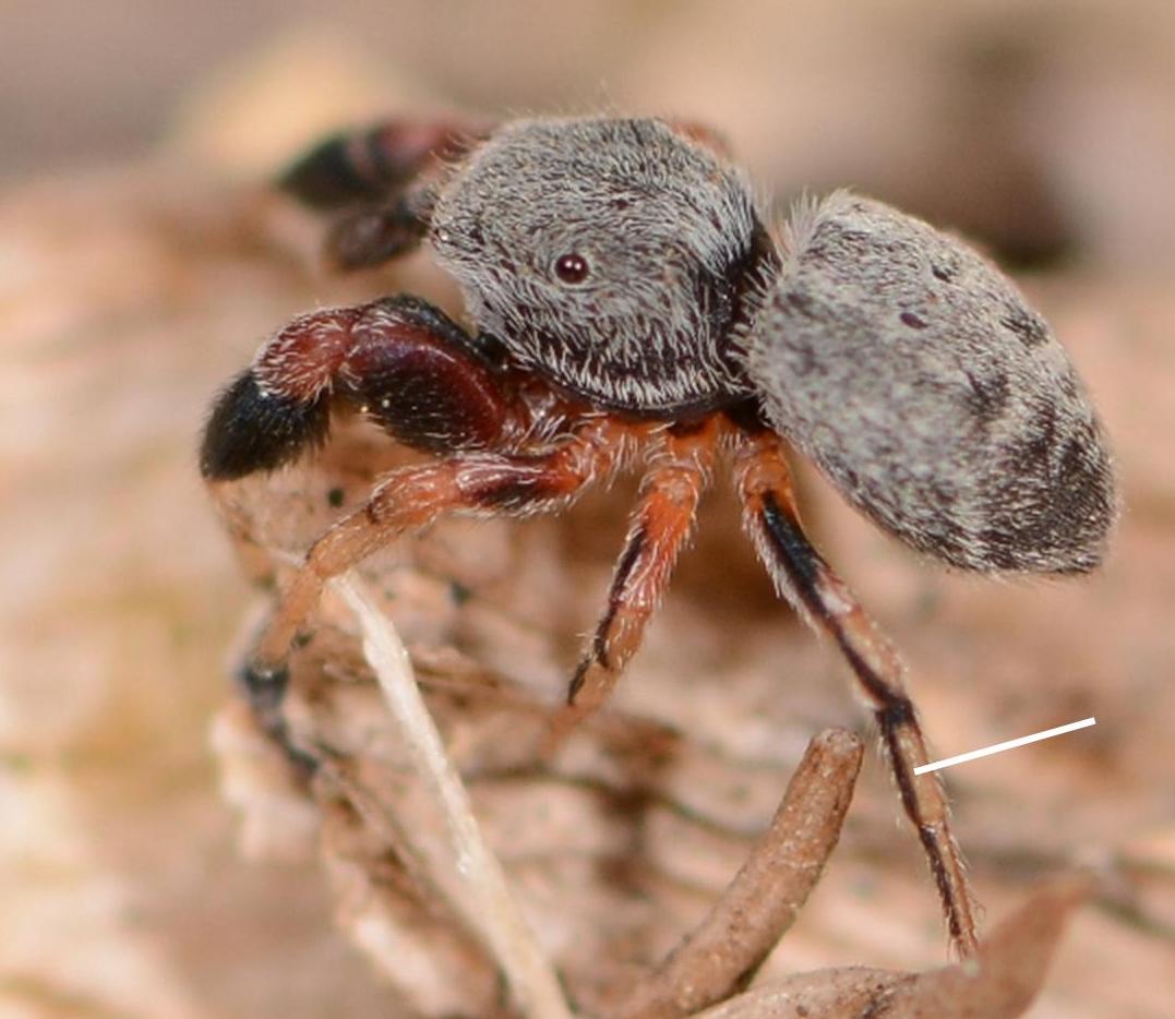 Ballus-rufipes-male-