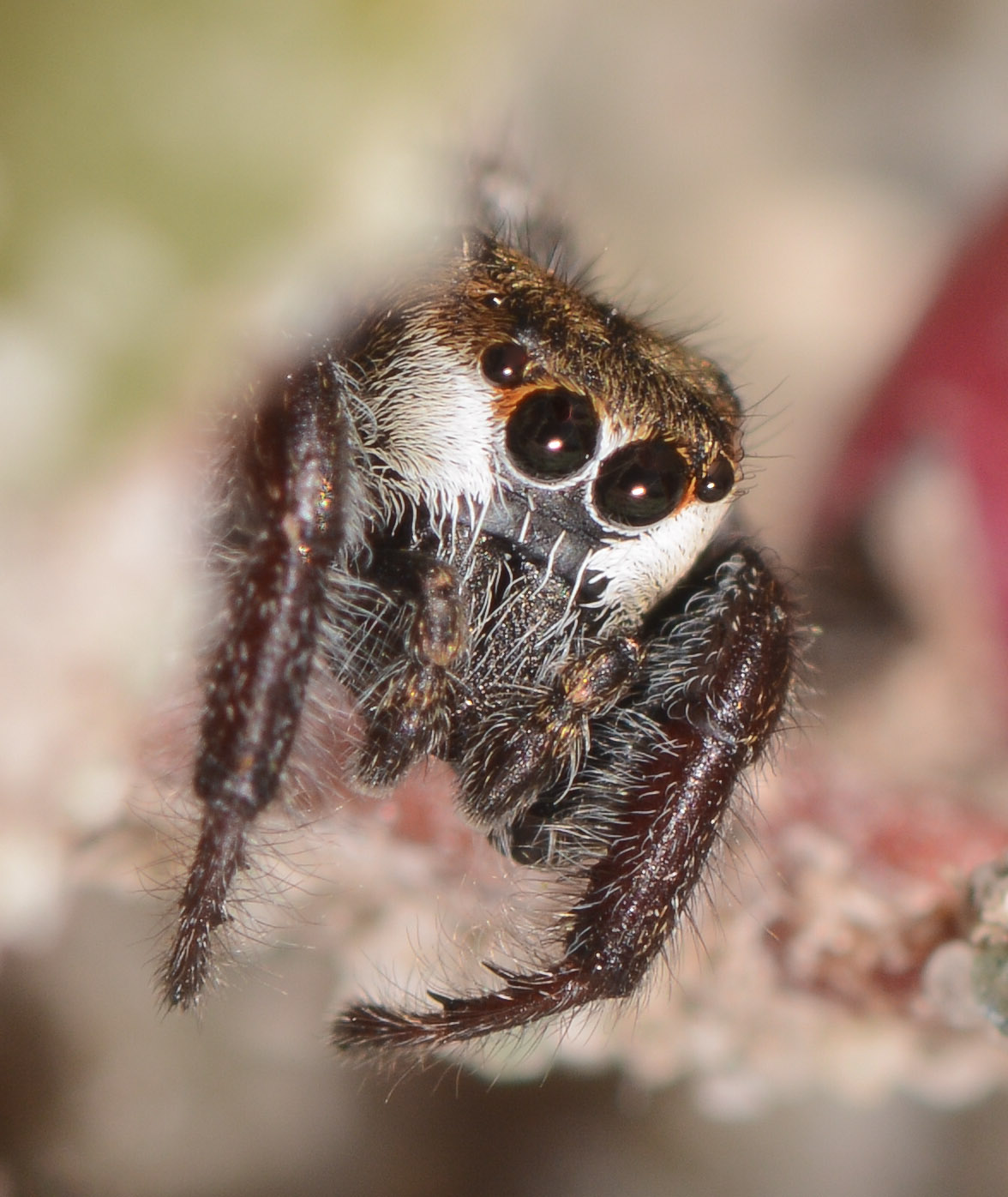 Bianor-albobimaculatus-male-face
