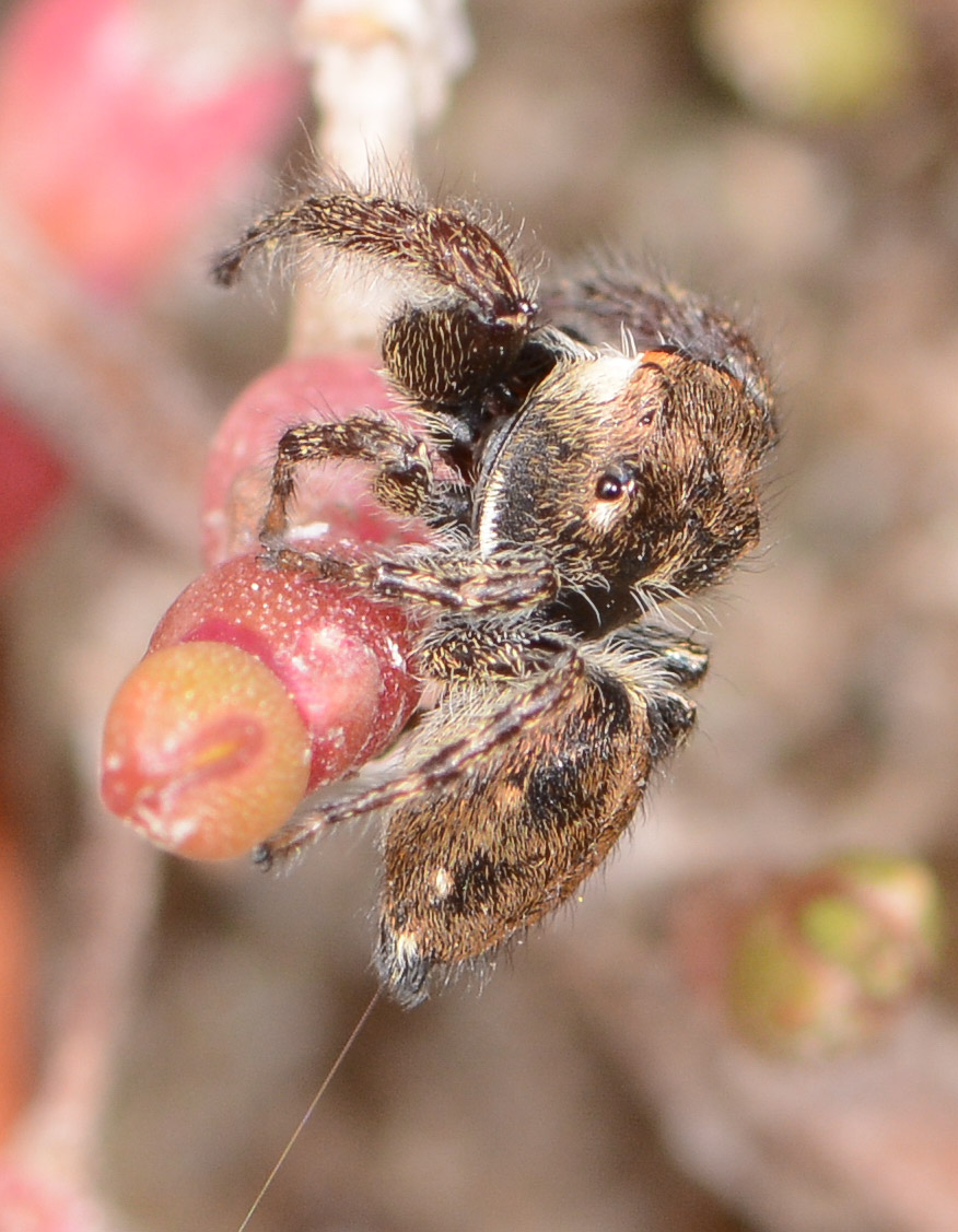 Bianor-albobimaculatus