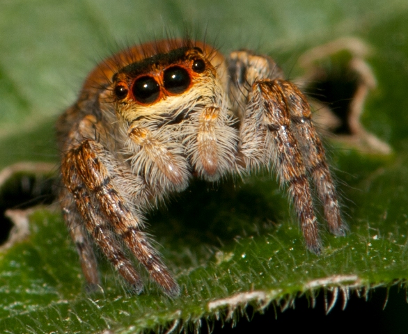 Carrhotus-xanthogramma-face