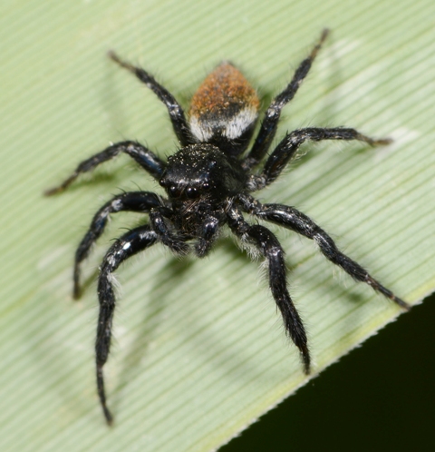 Carrhotus-xanthogramma-mle