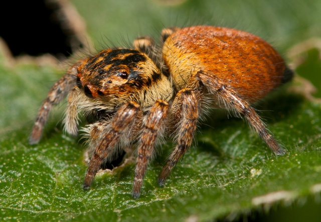 Carrhotus-xanthogramma-orange