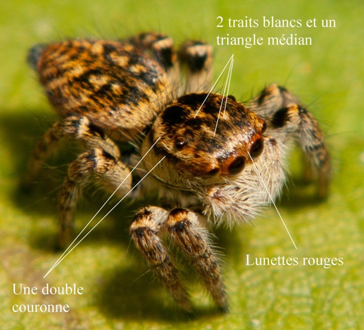 femelle-carrhotus