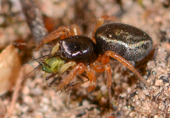 Chalcoscirtus-infimus-fem1