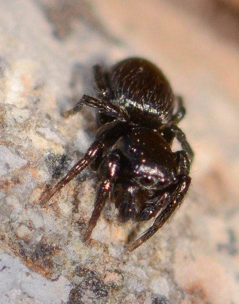 Chalcoscirtus-infimus-male-1