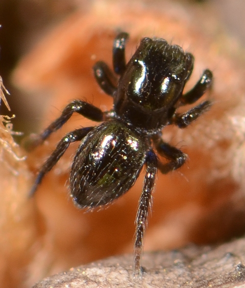Chalcoscirtus-infimus-male-2
