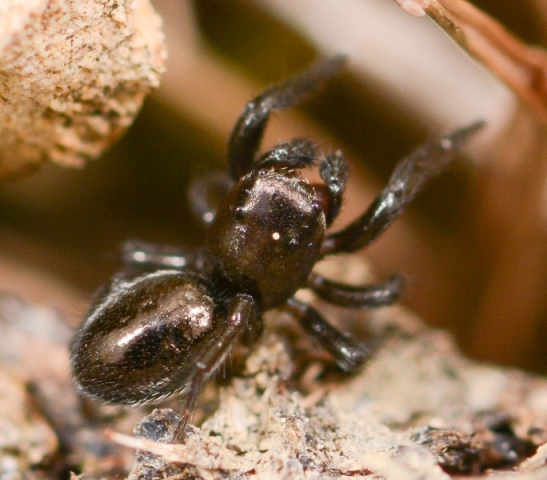 Chalcoscirtus-nigritus-2