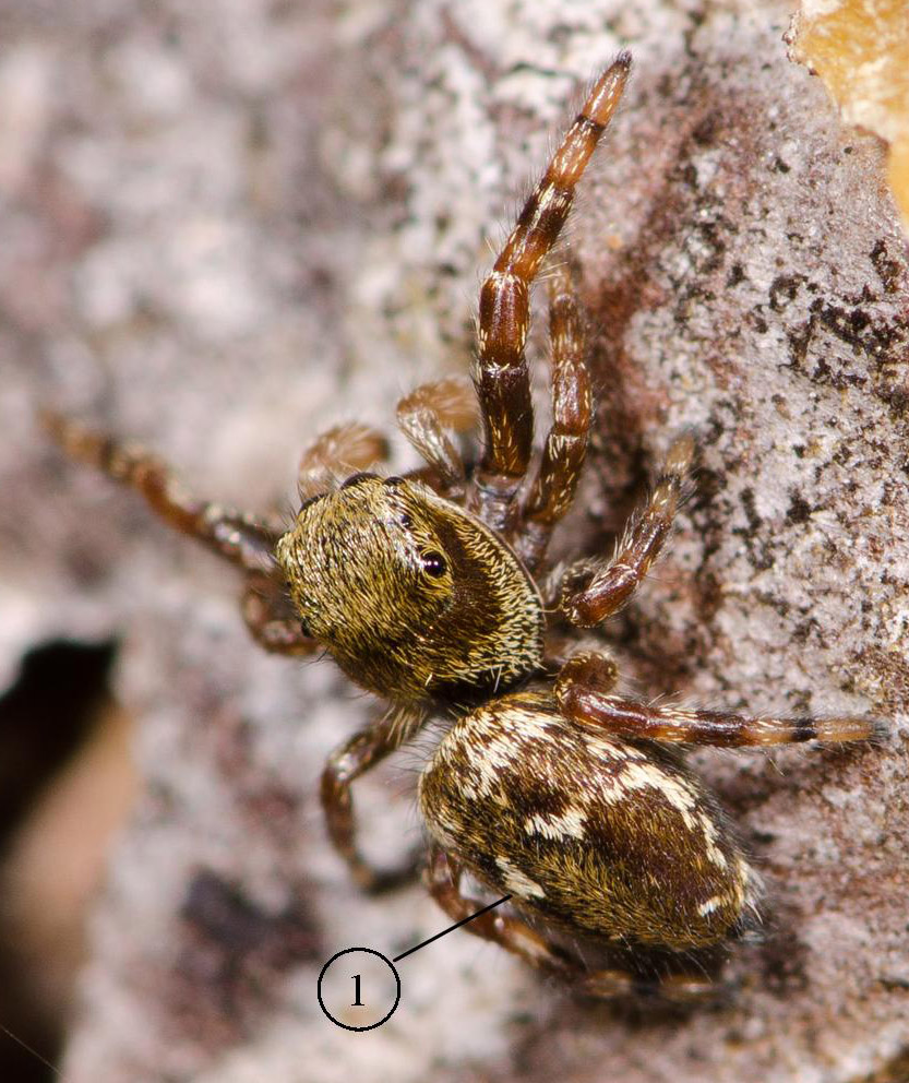 Dendryphantes-rudis---Copie
