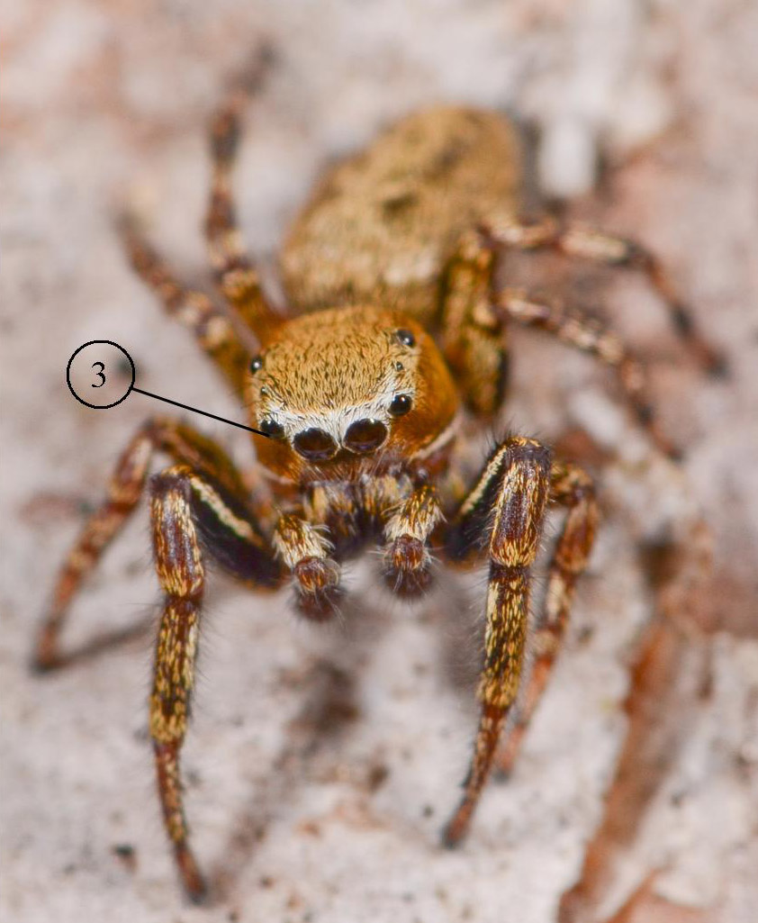 Dendryphantes-rudis---male-face