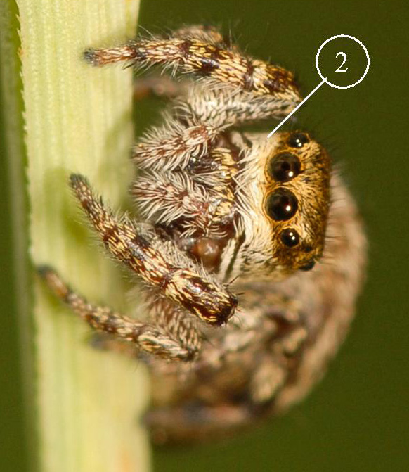 Dendryphantes-rudis-femlle-face
