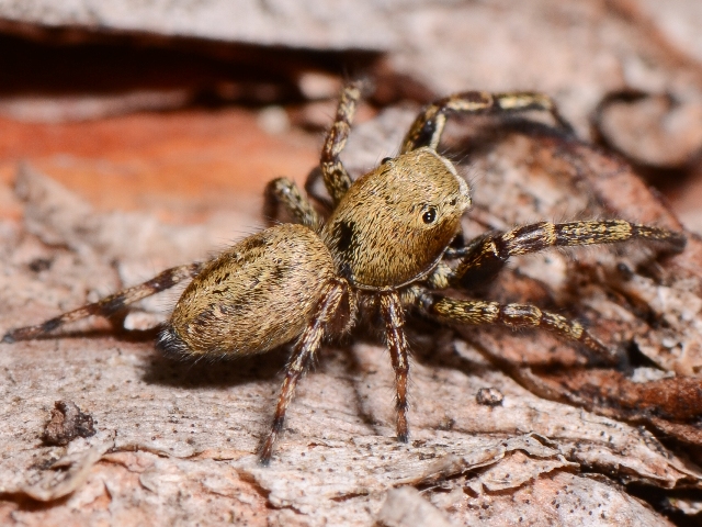 Dendryphantes-rudis-male-cot