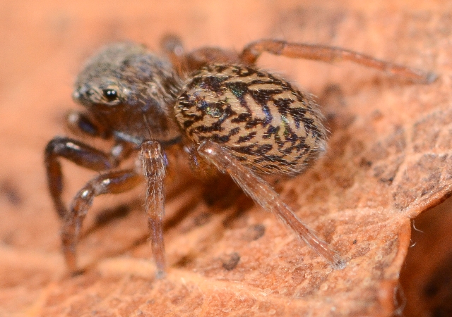 Euophrys-frontalis-femelle-3-quarts