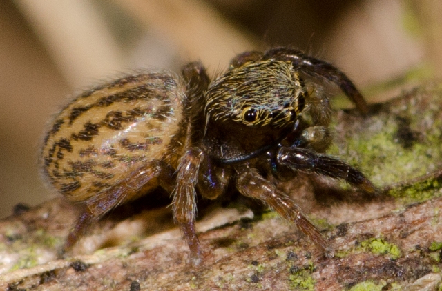 Euophrys-frontalis-femelle-cote