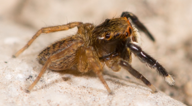 Euophrys-frontalis-male-cote