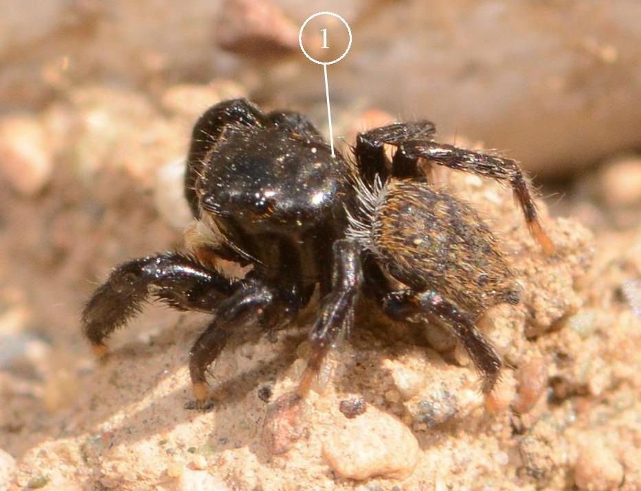Euophrys-herbigrada-6