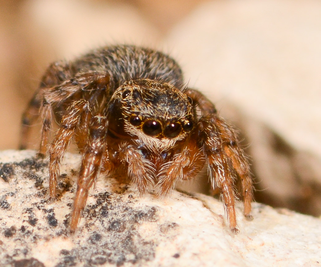 Euophrys-herbigrada-femelle