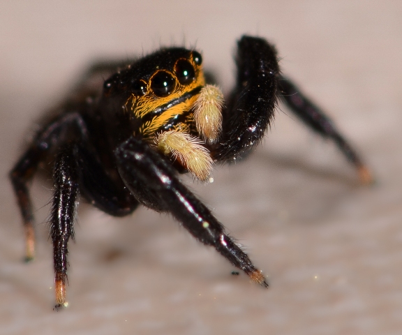 Euophrys-herbigrada-male-face
