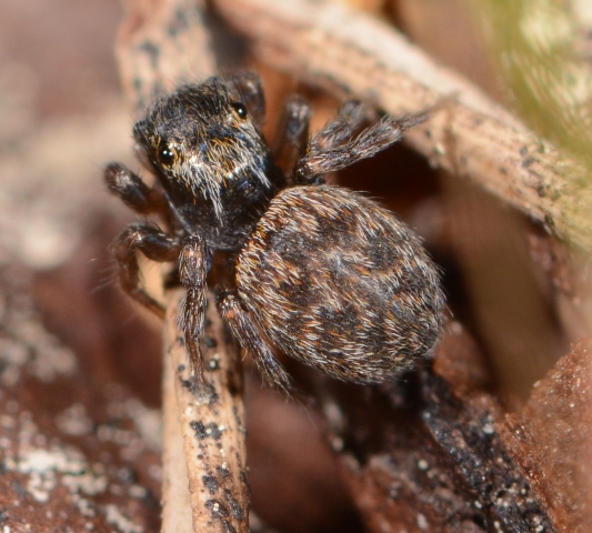 Euophrys-innotata-fem