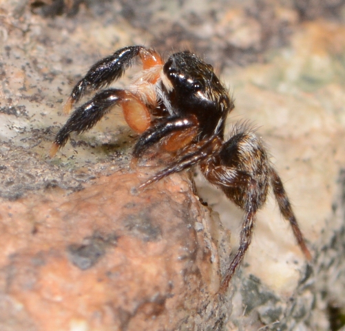 Euophrys-innotata-male-2