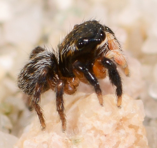 Euophrys-innotata-male-4
