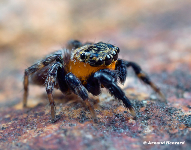 Euophrys-nigripalpis-5