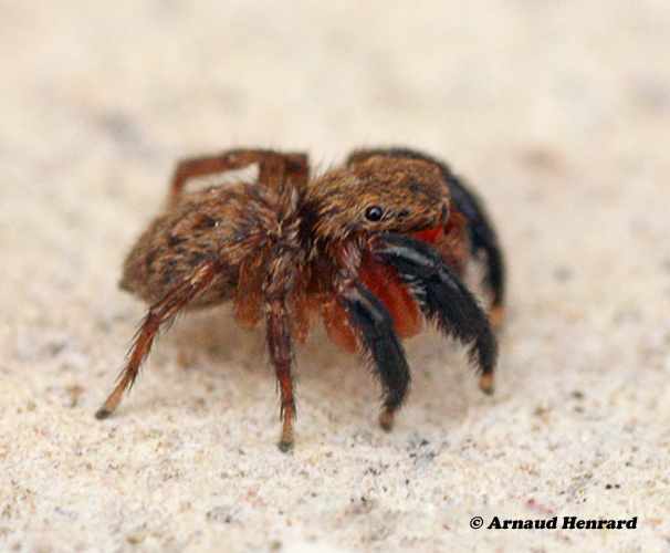 Euophrys-rufibarbis--2
