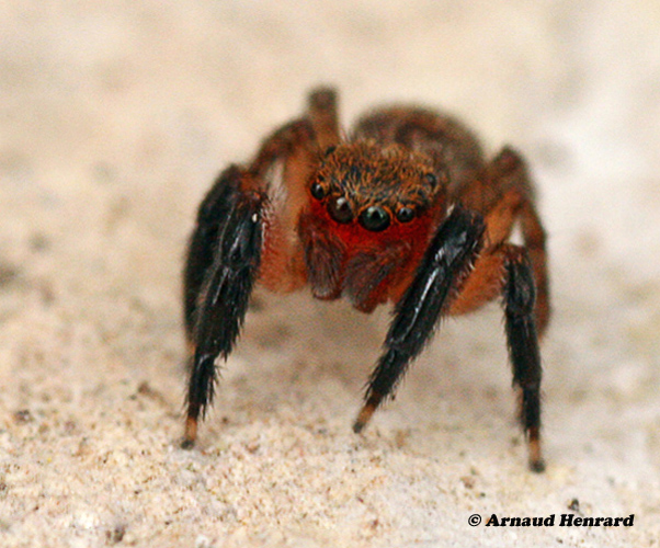 Euophrys-rufibarbis--3