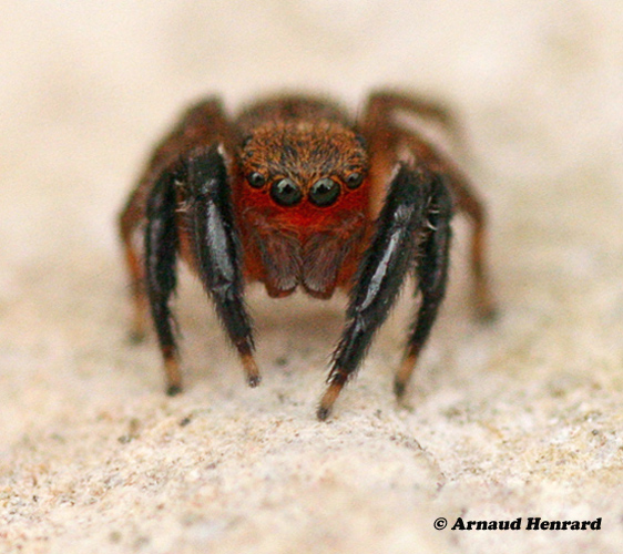 Euophrys-rufibarbis--4