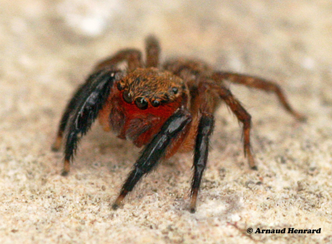 Euophrys-rufibarbis--5