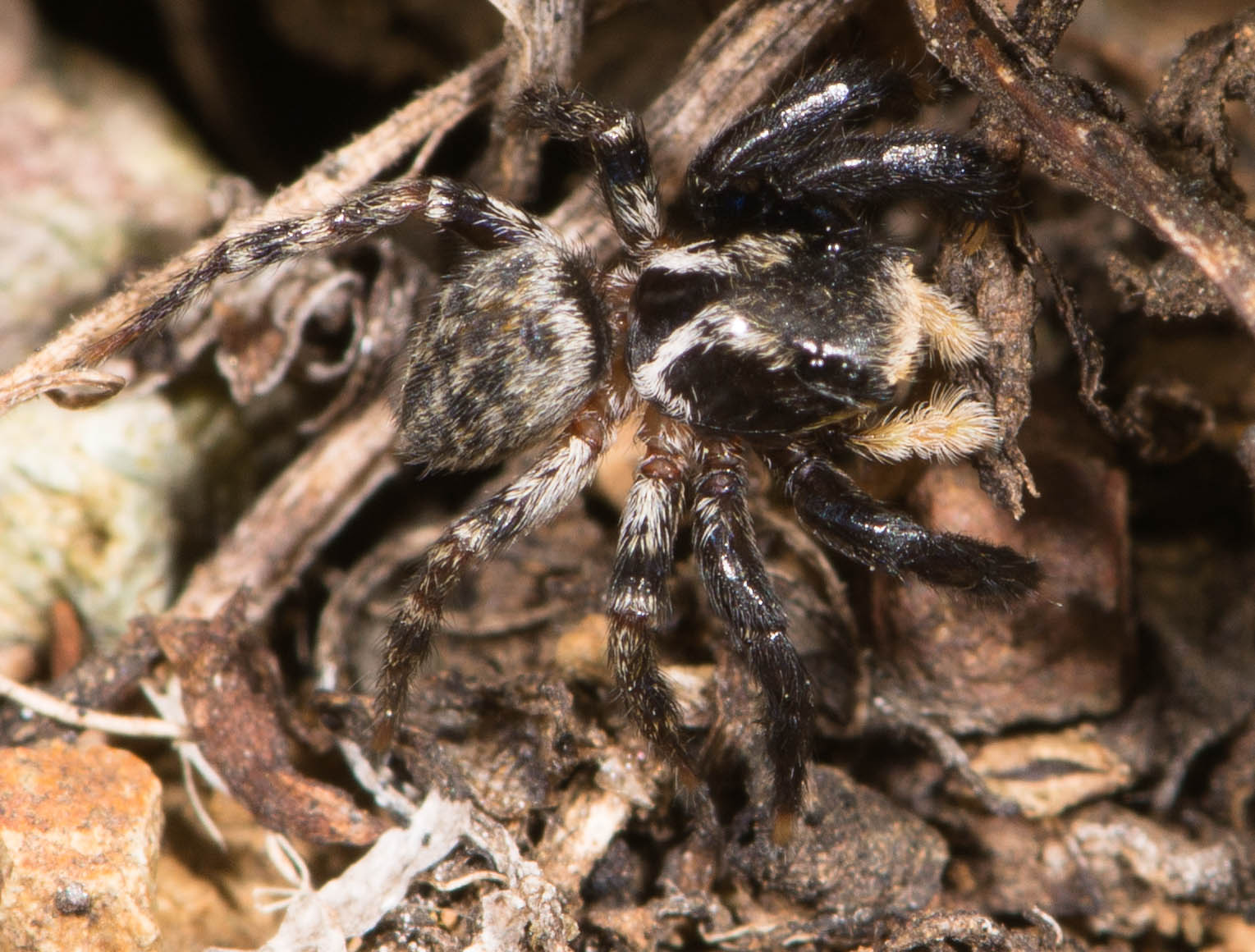 Euophrys-sulphurea-dos-2