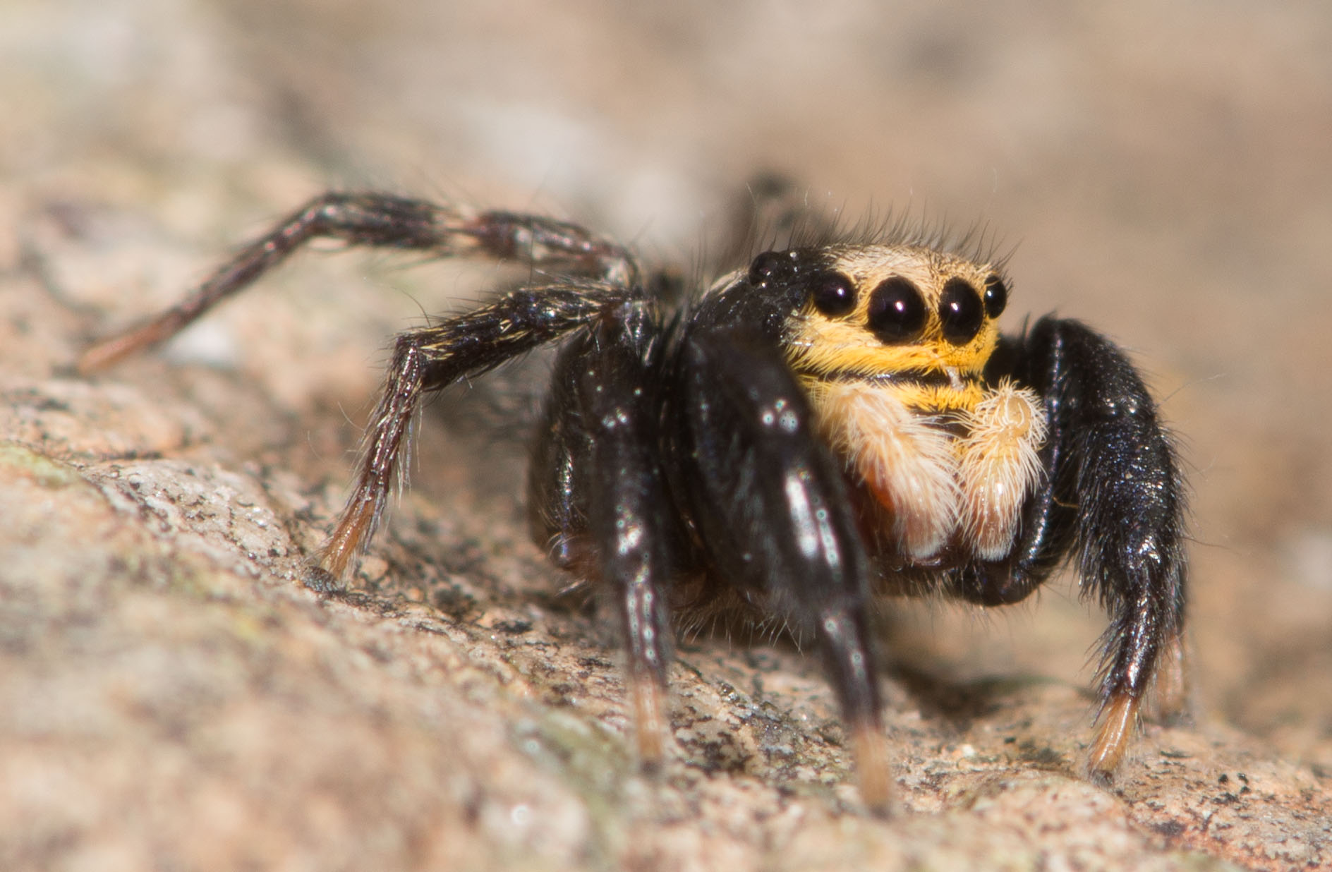 Euophrys-sulphurea-male-3-quarts