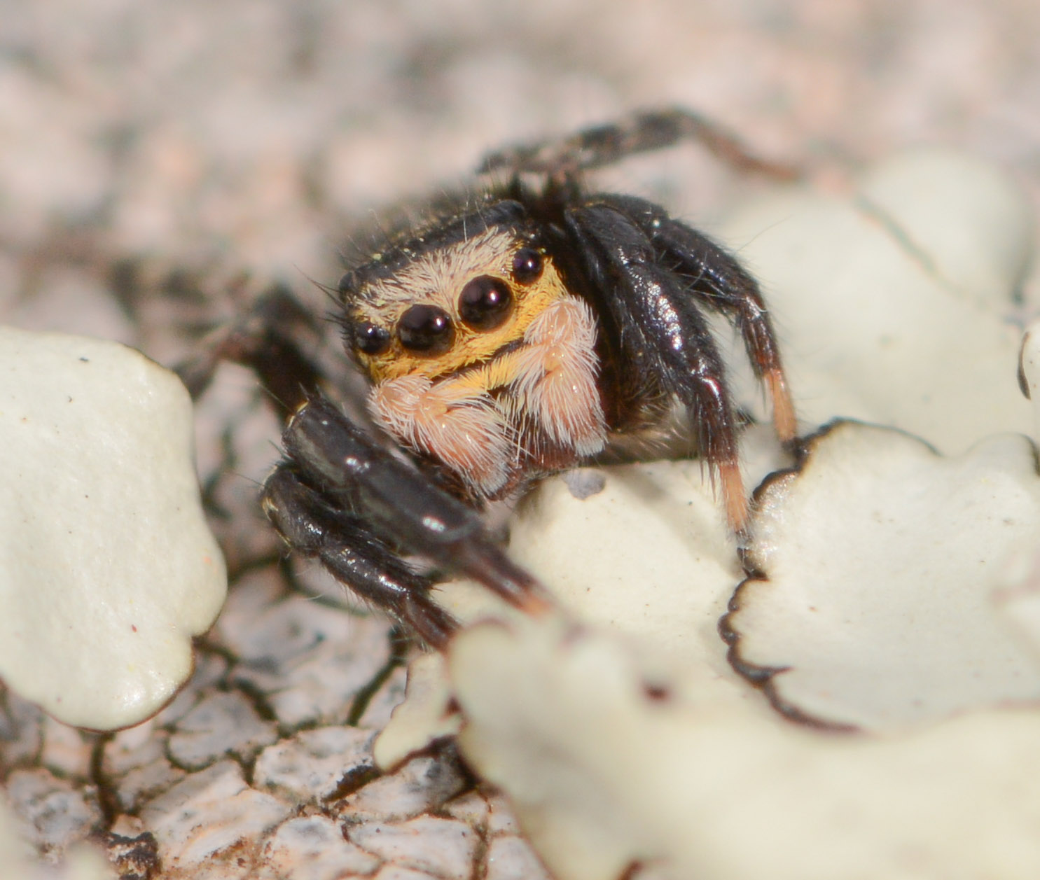 Euophrys-sulphurea
