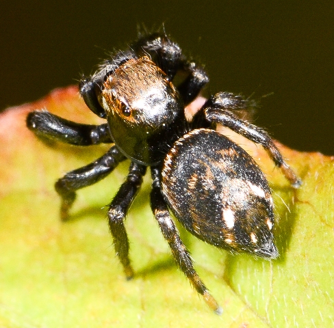 Evarcha-arcuata-juv-dos