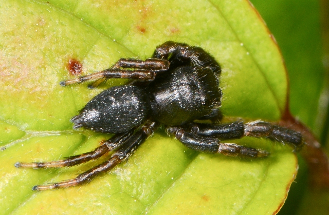 Evarcha-arcuata-male-dos