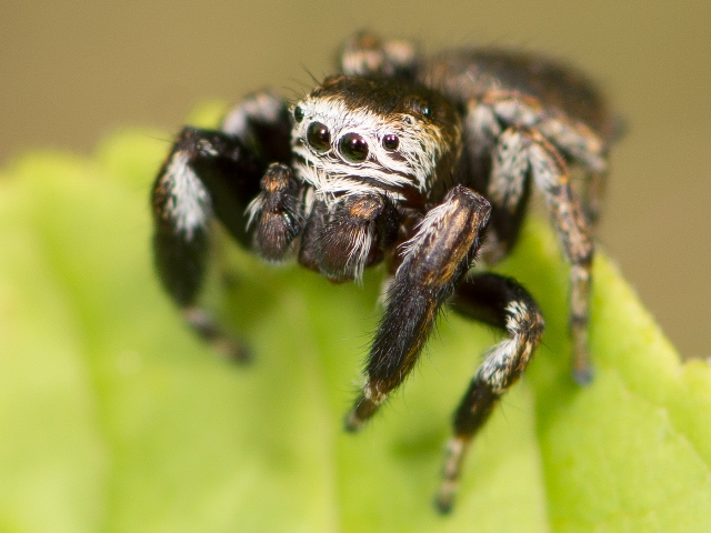 Evarcha-arcuata-male-face