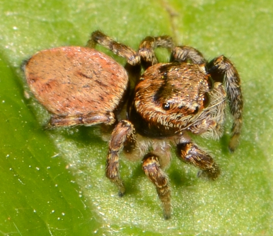 Evarcha-falcata-femelle-dos