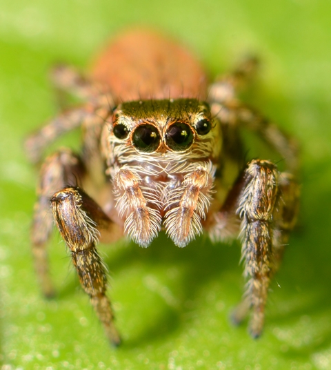 Evarcha-falcata-femelle-face