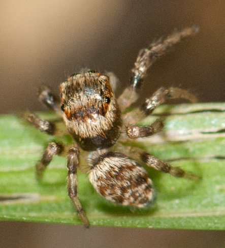 Evarcha-falcata-juv-1
